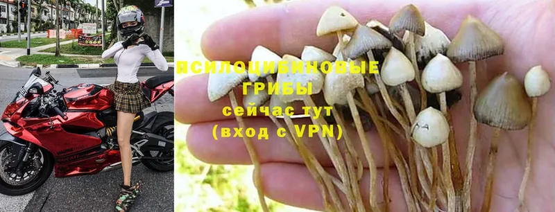 Псилоцибиновые грибы Magic Shrooms  закладки  Ивдель 